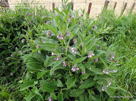 Plant Identification Closed Roadside Weed Thick Leaves Pinkish Bell