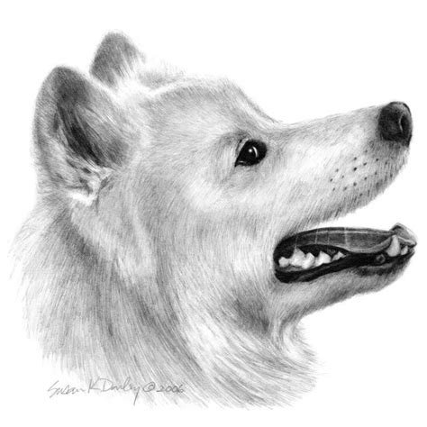 Stunning Samoyed Pencil Drawings And Illustrations For Sale On Fine
