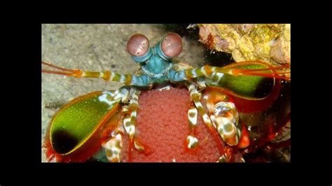 Mantis Shrimp Deadly Knockout Punch Youtube
