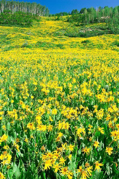 A Field Of Yellow Wildflowers Near Crested Butte Co In 2020 Wild