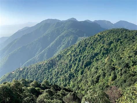 Tree Mendous Nepali Times