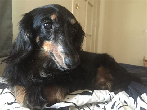 Top 10 Reasons To Adopt A Senior Doxie Dachshund Rescue Of Los Angeles
