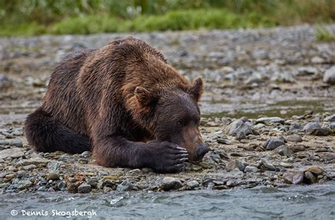 6840 Kodiak Bear Katmai National Park Alaska Dennis Skogsbergh
