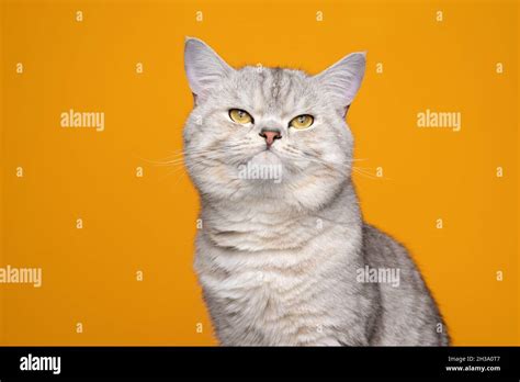 Cute Silver Tabby British Shorthair Cat Making Funny Face Looking At Camera Grumpy Or Displeased