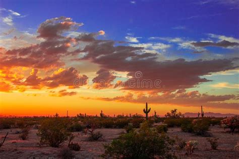 Desert Sunset Stock Photo Image Of Cactus Sunrise Saguaros 66925580