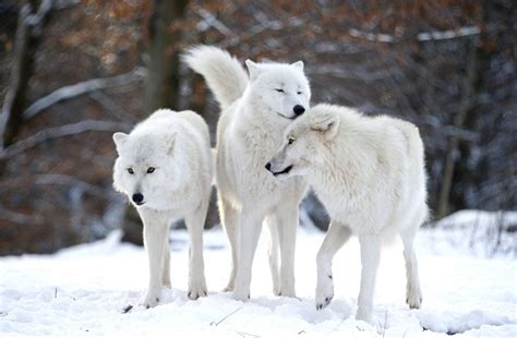Fascinating And Fun Facts About Arctic Wolves Page 2