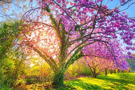Park Wiosna Kwitnące Drzewo