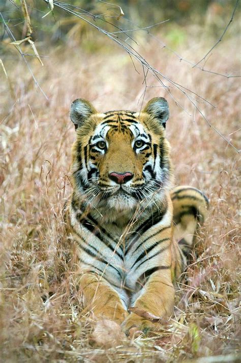 Male Bengal Tiger Photograph By John Devriesscience Photo Library