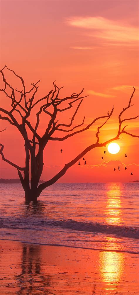 1080x2280 Birds Ocean Sunset Tree One Plus 6huawei P20honor View 10