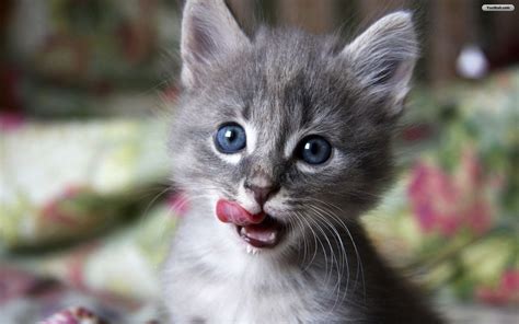 You can download and print any of our images for personal use. Cute Baby Cats - Cool Stories and Photos