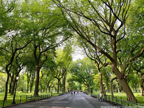 A Guide To Central Parks Great Trees Untapped New York