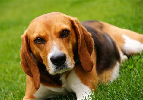 Regal Beagle Cute Beagles Cute Puppies Animals And Pets Cute Animals