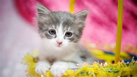 Very Cute Kittens Wallpapers Wallpaper Cave