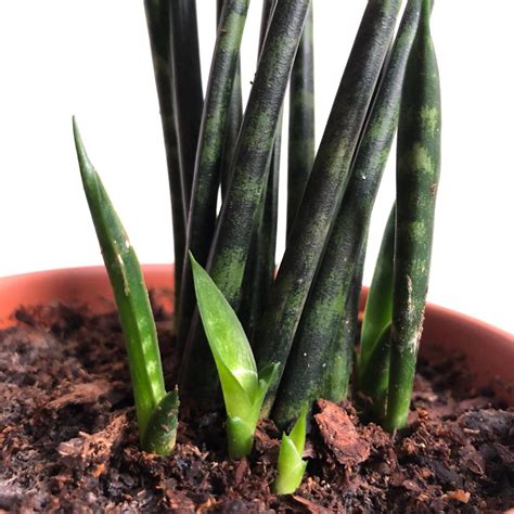 Here is a list of 30 of the world's deadliest snakes, hailing from africa, australia, asia and the americas. The Cylindrical Snake Plant: Overview, Uses and Maintenance