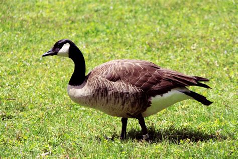 Goose On Grass Free Stock Photo Public Domain Pictures