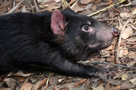 Download Free Photo Of Tasmanian Devilsarcophilus Harrisiispecies