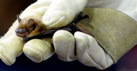 Rabies In Bats On The Rise In Michigan