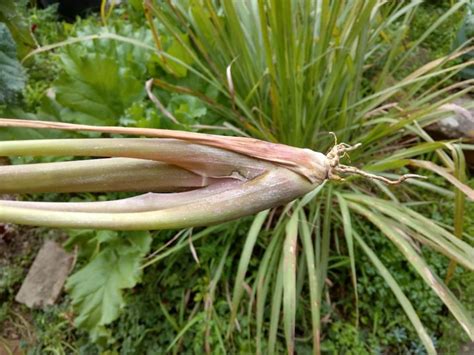 We cover all the essentials to grow lemongrass successfully, including the best conditions, climate, soils, containers, and plant care. How to Grow Lemongrass: Planting and Growing Guide ...