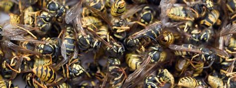 Are Swarms Of Wasps Dangerous Truly Nolen Canada