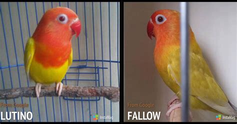 We did not find results for: Perbedaan Lovebird Pale Fallow dan Lutino Mata Merah ...