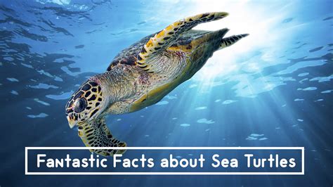 10 Facts That Will Make You Sea Turtle Savvy For Your
