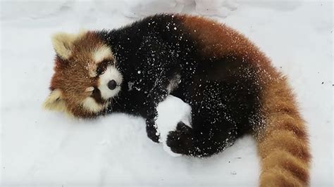 We Love This Red Panda In The Snow And These Cute Zoo