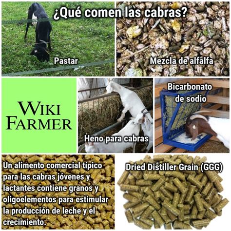 Qué Comen Las Cabras Wikifarmer