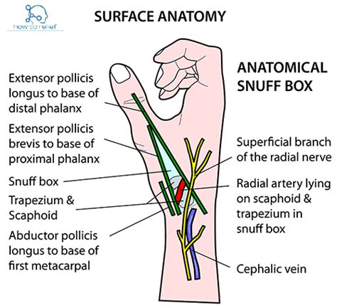 Anatomical Snuffbox Content And Boundaries How To Relief