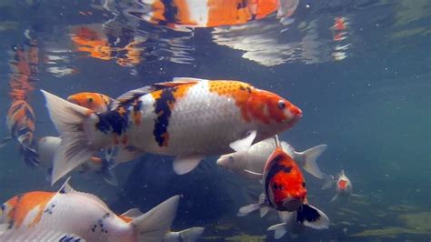 Awesome Koi Carp Swimming In Pond Japanese Fish Tropical Breeding