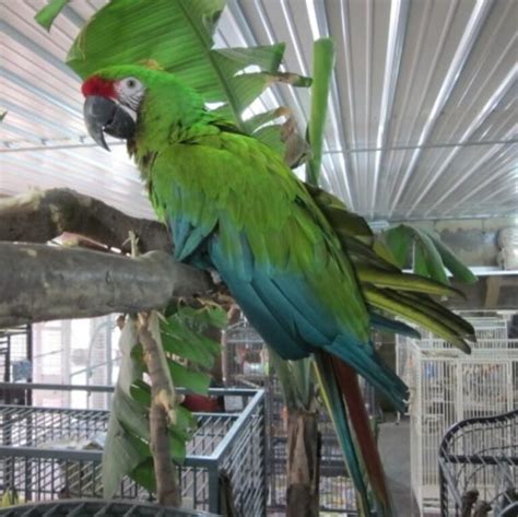 Military Macaw Male Exotic Parrot Breeders Parrots For Sale