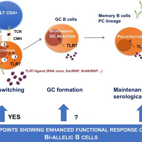 Pdf Female Predisposition To Tlr7 Driven Autoimmunity Gene Dosage