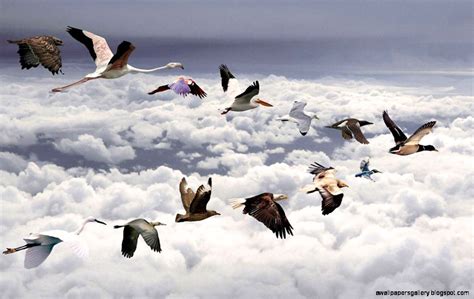 Flying Birds Wallpapers Top Free Flying Birds Backgrounds