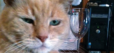 Meet Mayor Stubbs Of Talkeetna Alaska Hes A Cat Modern Cat Magazine