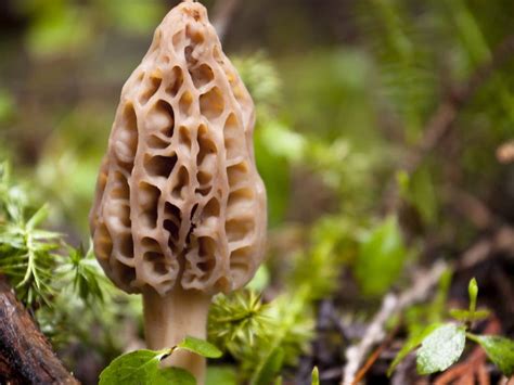 Morel Mushrooms Popping Up In Nj What You Need To Know To Hunt Them Across New Jersey Nj Patch