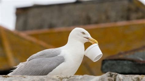 Who What Why Is It Legal To Attack A Seagull Bbc News