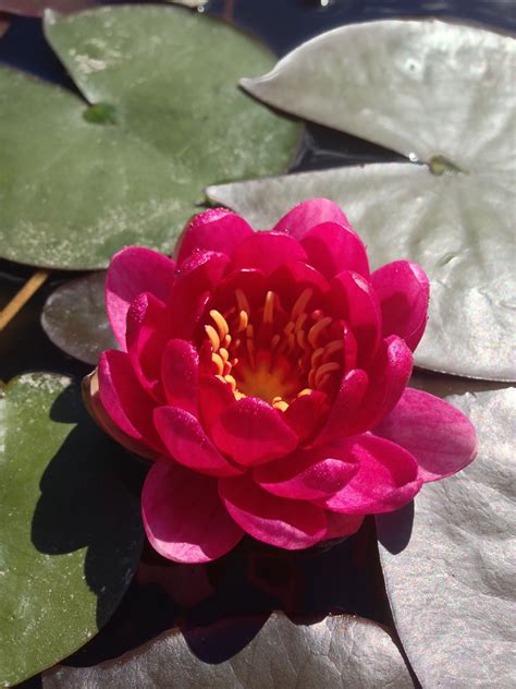 Red Water Lily Water Lily Pool Landscaping Bloom