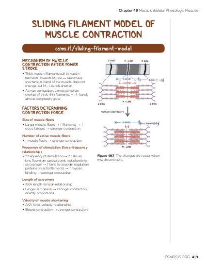 Muscle Contraction And The Sliding Filament Theory Ilcom