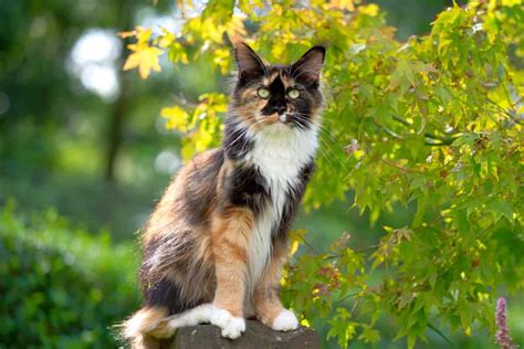 Long Haired Calico Cat Can Calico Cats Have Long Hair