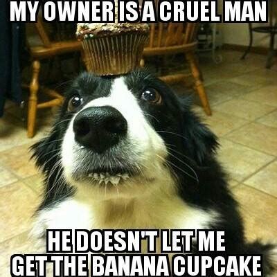 Get a border collie… 6. 21 Border Collie Memes Guaranteed To Make You Laugh - Page 2 - The Paws