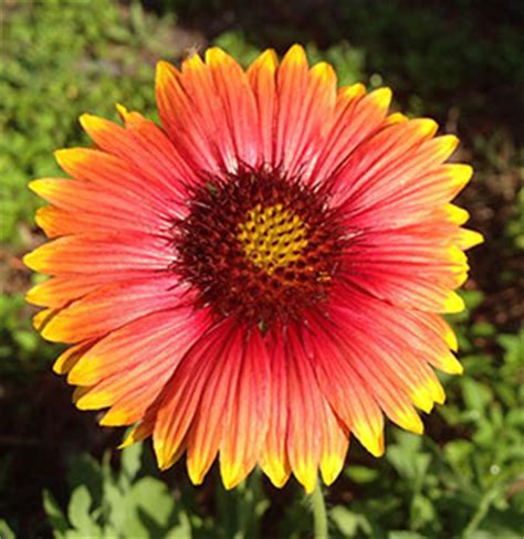 Yellow flowers bring the sunshine to a landscape, even on a cloudy day. Gaillardia - University of Florida, Institute of Food and ...