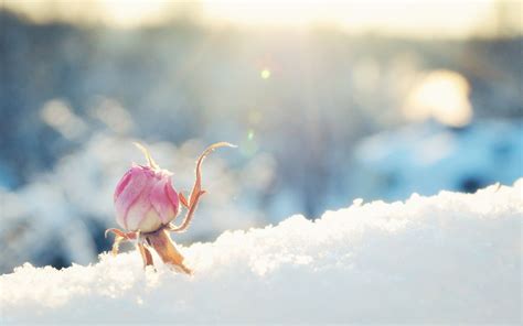 Flower Rose Bud Snow Sunny Pink Bokeh Winter D Wallpaper