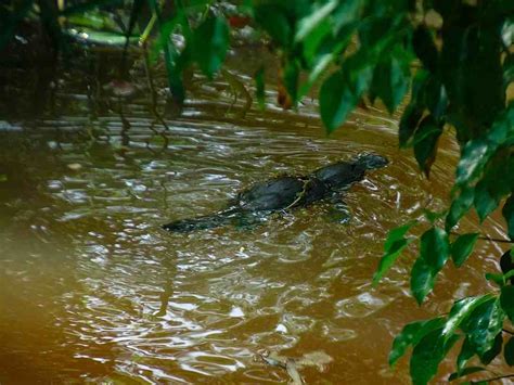 David And Fayes Travels In Australia Atherton Tablelands Platypus Hunting