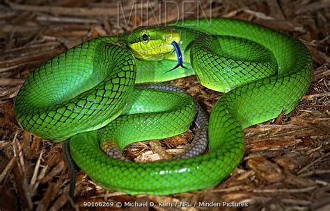 Red Tailed Green Ratsnake Stock Photo Minden Pictures