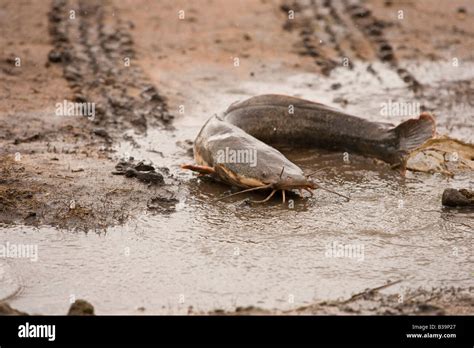 Walking Catfish Clarias Batrachus Make Their Way Across Land To Spawn