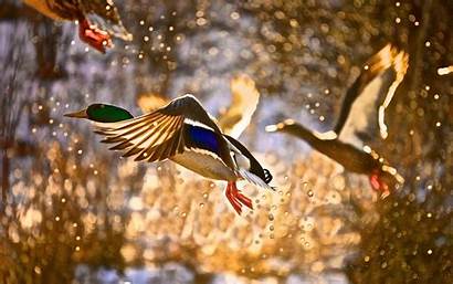 Duck Ducks Mallard Wallpapers Desktop Hunting Unlimited