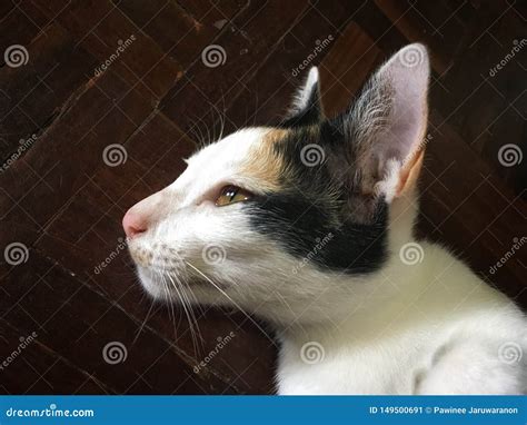 Tortoiseshell Cat On The Hunt Stock Photography