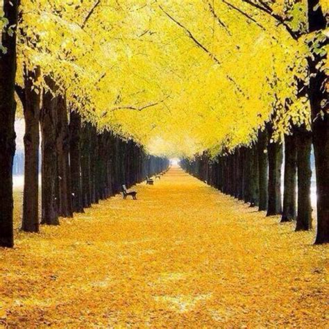 Beautiful Trees Yellow Park