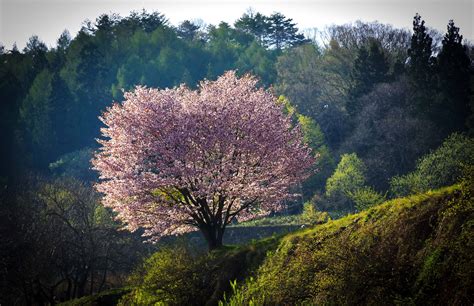 Japan Flowering Trees Parks Nagano Nature Wallpapers Hd Desktop