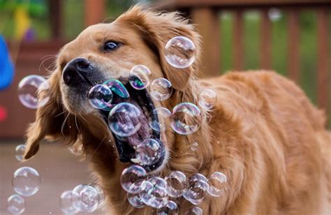 When These 17 Dogs See Bubbles They Just Cant Contain