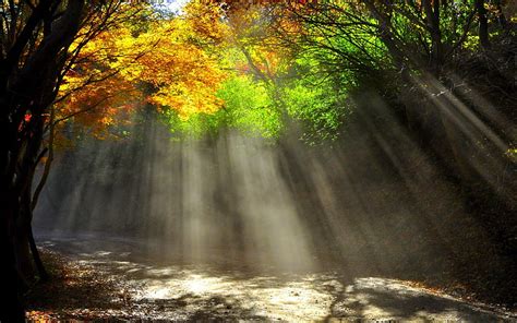 Forest Sunburst Forest Sun Rays Shine Nature Trees Hd Wallpaper
